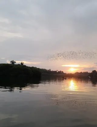 Madu Ganga Wetlands (Balapitiya Boat Safari)