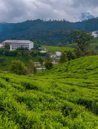 Pedro Tea Estate