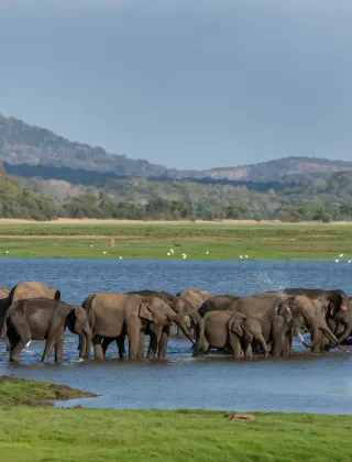 Minneriya and Kaudulla National Parks