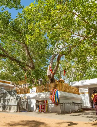 Sri Maha Bodhi