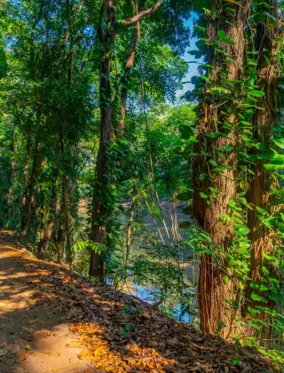 Udawattakele Forest Reserve