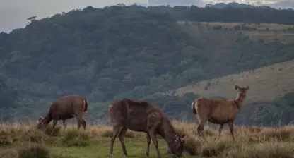 Horton Plains National Park