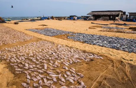 Negombo Fish Market (Lellama)