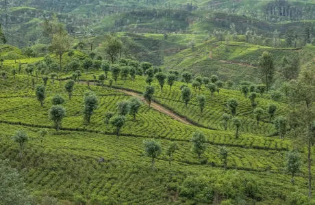 Bogawantalawa Tea Valley