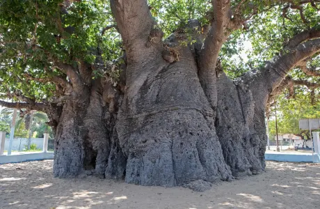 Mannar Baobab Tree