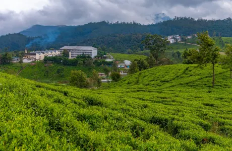 Pedro Tea Estate