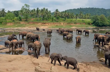 Pinnawala Elephant Orphanage