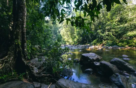 Sinharaja Forest Reserve