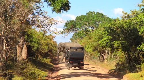 Wildlife in Sri Lanka: A Guide to National Parks and Safaris