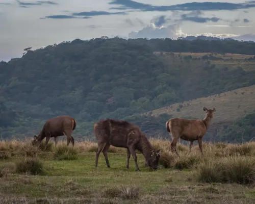 Nuwara Eliya, oder früh aufstehen für World's End