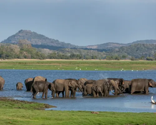 Vormittags Sigiriya, nachmittags die Ansammlung