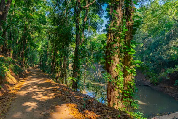 Udawattakele Forest Reserve