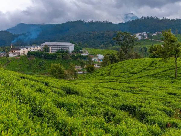Pedro Tea Estate