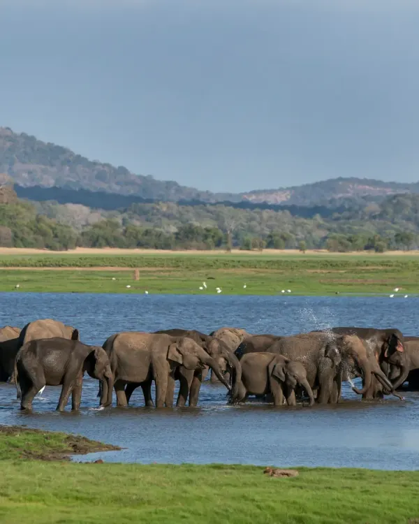 Elephant Gathering Safari