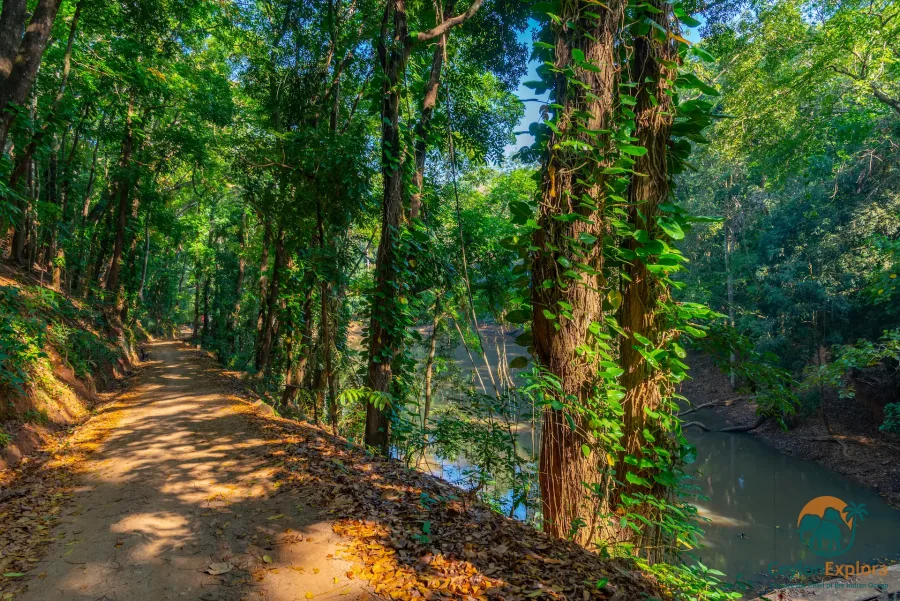 Udawattakele Forest Reserve Kandy Sri Lanka - CeylonExplora
