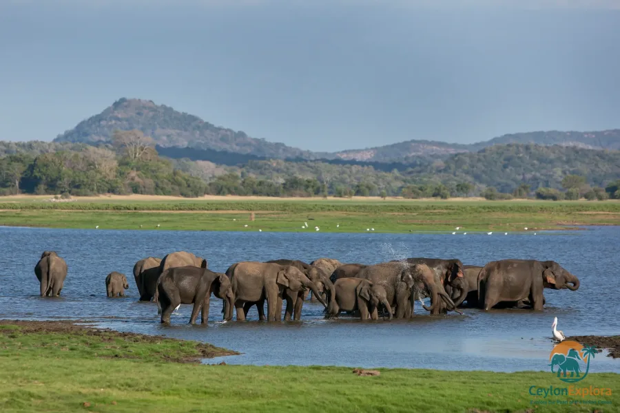 Minneriya National Park elephant gathering Sri Lanka - CeylonExplora