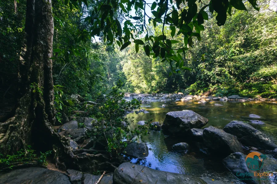 Sinharaja Forest Reserve rainforest Sri Lanka - CeylonExplora