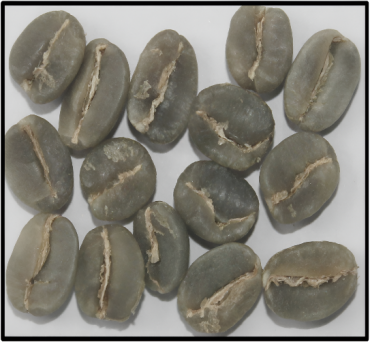 Arabica Plantation AAA