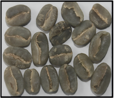 Arabica Plantation A