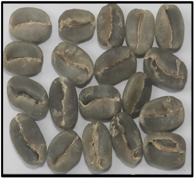 Arabica Plantation B