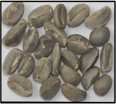 Arabica Plantation C