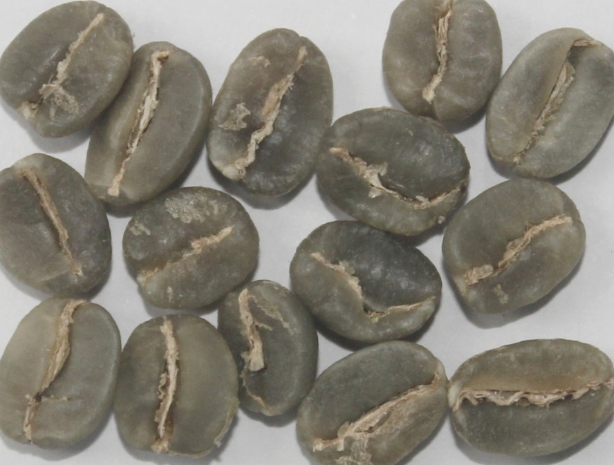 Arabica Plantation MNEB