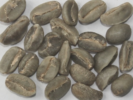 Arabica Plantation Bulk