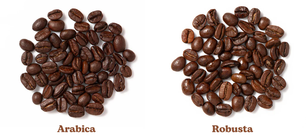 Arabica vs Robusta Coffee Beans: Indian Varieties Explained
