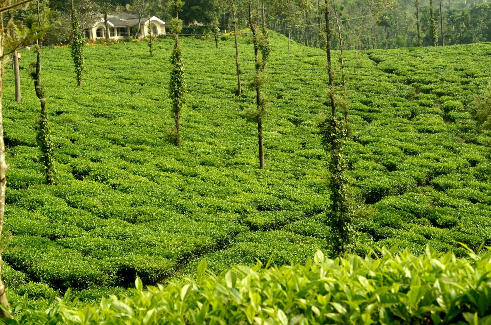 Coorg Coffee Estates: Farm-to-Cup Journey