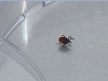 Более 24 с половиной тысяч жителей Свердловской области в этом году пострадали от укусов клещей