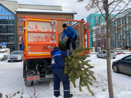 Свердловчане смогут отправить новогодние елки на утилизацию