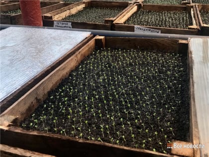 Весной в Нижнем Тагиле высадят петунии, бегонии и новый сорт тополей без пуха