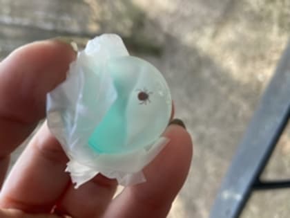 На Среднем Урале план по обработке территорий от клещей выполнен на сто процентов