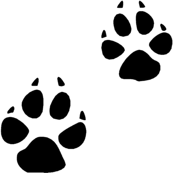 Coyote Clip Art - Animal Footprint Clip Art - Transparent PNG Free Download