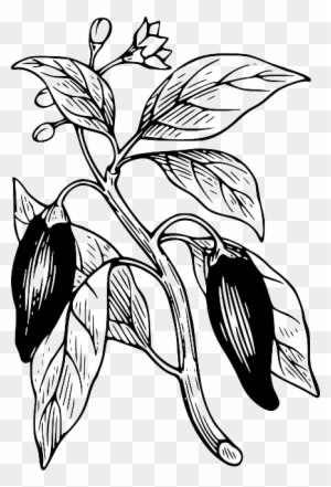 Capsicum Outline, Tree, Branch, Plant, Vine, Capsicum - Chilli Plant Animation Vector - Transparent PNG Free Download