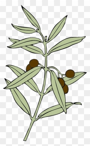 Free Vector Olive Branch Clip Art - Olive Branch Animated - Transparent PNG Free Download