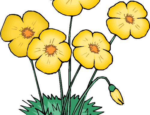 Flower Sale - Animated Flowers - Transparent PNG Free Download