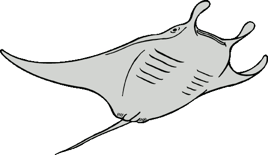Devil Ray Clipart - Ocean Animals Coloring Pages - Transparent PNG Free Download