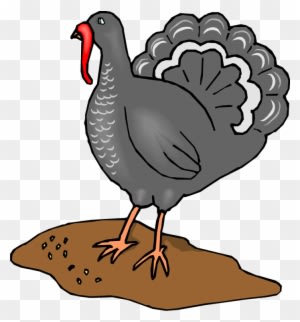 Turkey - Fowls Animals Clipart Turkey - Transparent PNG Free Download