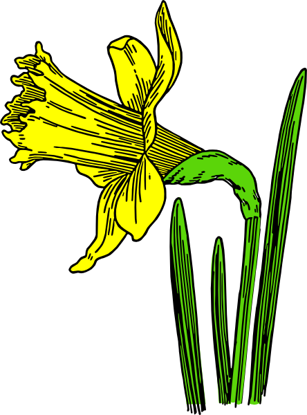 Daffodil Clip Art - Animated Pictures Of Daffodils - Transparent PNG Free Download