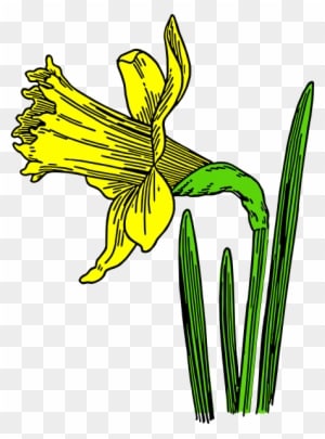 Daffodil Clip Art - Animated Pictures Of Daffodils - Transparent PNG Free Download