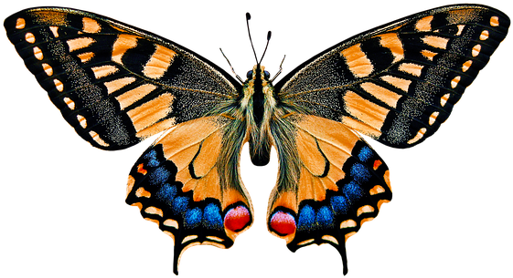Natur, Tiere, Schmetterling, Insekt - Animals See The World - Transparent PNG Free Download