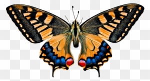 Natur, Tiere, Schmetterling, Insekt - Animals See The World - Transparent PNG Free Download