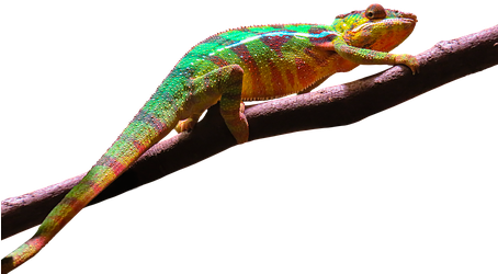 Tier, Chamäleon, Bunt, Exotisch, Reptil - Camouflage Animals Transparent - Transparent PNG Free Download