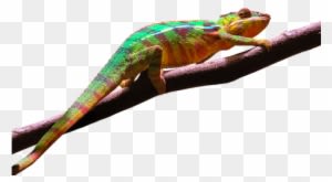 Tier, Chamäleon, Bunt, Exotisch, Reptil - Camouflage Animals Transparent - Transparent PNG Free Download