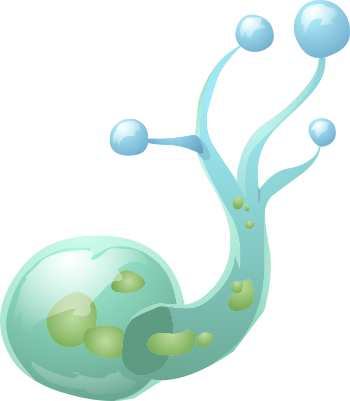 Nation Clipart Free For Download - Animal - Transparent PNG Free Download