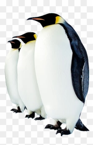 Collection Clipart Png Penguin Image - Animals Found In Polar Regions - Transparent PNG Free Download