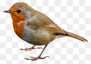 Bird Png Clipart Image Gallery Yoville High Quality - Png Animals - Transparent PNG Free Download