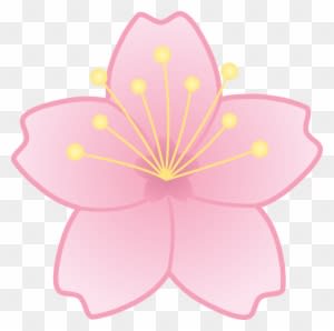 Cherry Blossoms Clipart - Animated Cherry Blossom Flower - Transparent PNG Free Download