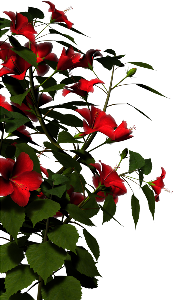 Hibiscus-red By Brokenwing3dstock On Clipart Library - Nature Png Images Hd - Transparent PNG Free Download